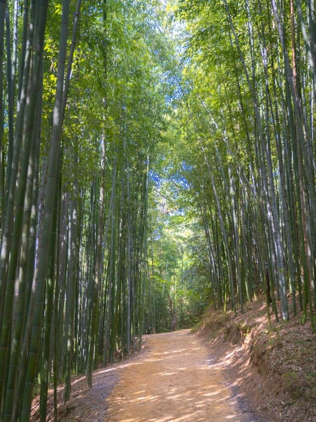 올 여름 죽녹원가야하는이유:)