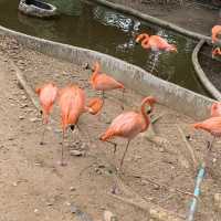 可以摸到好多野生動物嘅地方