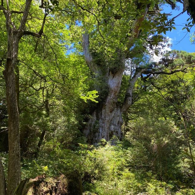 縄文杉を見に屋久島トレッキング