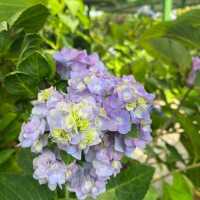 The secret garden in One Utama mall