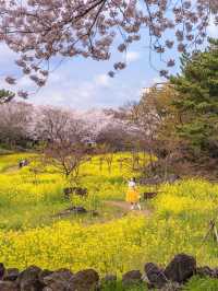 🌸벚꽃 피크닉 가능한 곳🌸