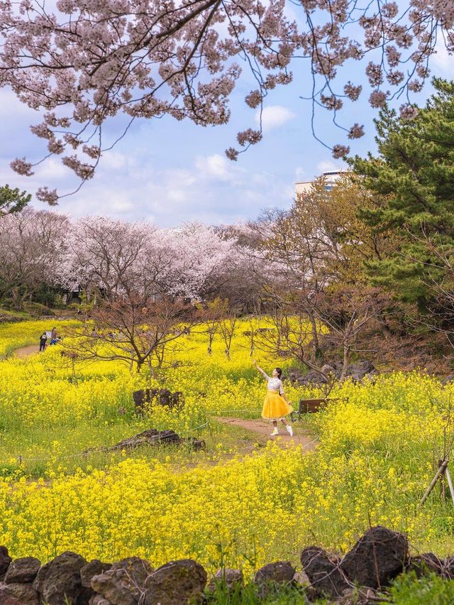 🌸벚꽃 피크닉 가능한 곳🌸