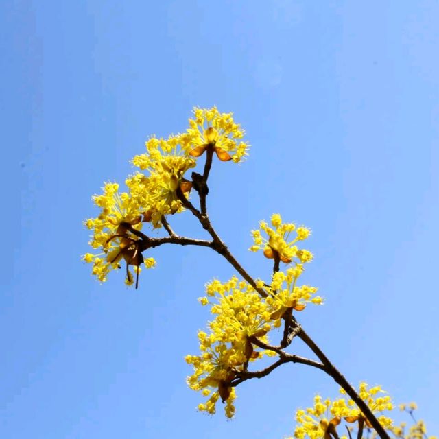 꽃이 만발한 일산호수공원!