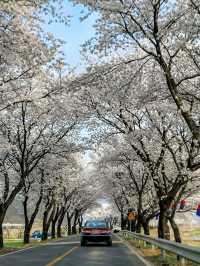 대구근교 벚꽃로드, 실시간 청도 벚꽃터널🌸