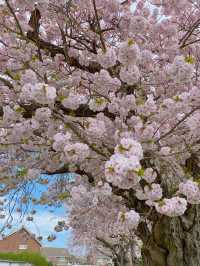 🇬🇧 영국 런던 벚꽃 명소, 크롤리 Crawley 🌸