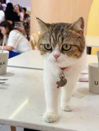 【貓貓控必去.無入場費貓Cafe🐈】
