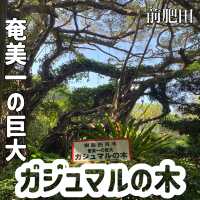 奄美一の巨大「前肥田のガジュマルの木」で幸運祈願！まるでジャングルのパワースポット
