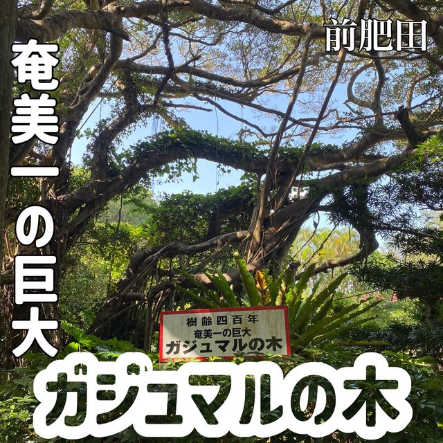 奄美一の巨大「前肥田のガジュマルの木」で幸運祈願！まるでジャングルのパワースポット