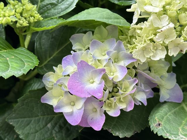 香港賞花｜九龍公園｜今年最後一輯繡球花照片