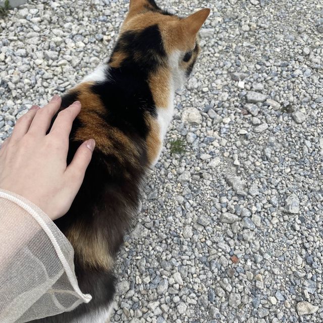 沖縄のおすすめ観光スポット天ぷらと猫の島【奥武島🐈】