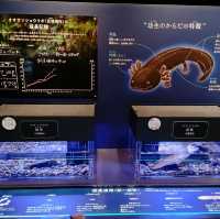 海の生き物ってどうやって眠るの？　夜の京都水族館