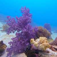 Scuba Diving at SatunDiveResort,Thailand