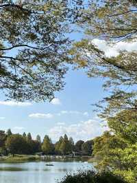 🌸🏞️🍵昭和紀念公園～自然的日式寶地🌸🏞️🍵