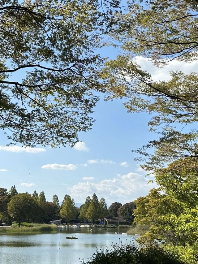 🌸🏞️🍵昭和紀念公園～自然的日式寶地🌸🏞️🍵