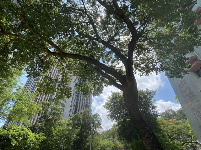 【香港行山】獅子山：俯瞰九龍半島🇭🇰 同處海角天邊⛰️