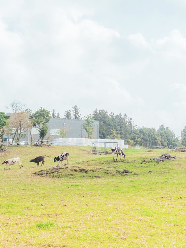 🐄힐링가능한 제주목장 [제주, 아침미소목장]🐮 | 트립닷컴 제주 🐄힐링가능한 제주목장 [제주, 아침미소목장]🐮 | 트립닷컴 제주 