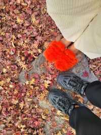 귀여운 전동차도 탈수 있는 경상남도 수목원🍂