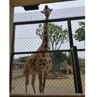 キリンを上からも下からも観察できる　京都市動物園