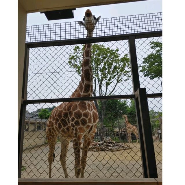 キリンを上からも下からも観察できる　京都市動物園