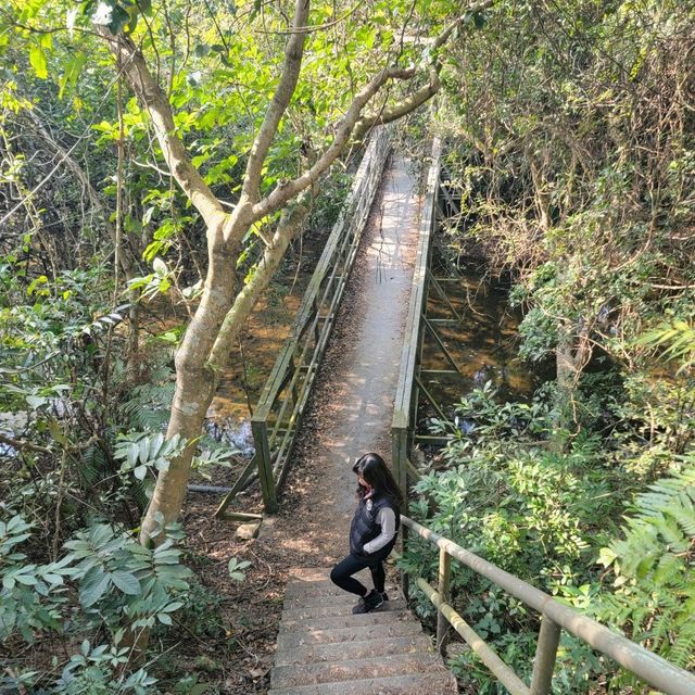 深井行山｜新年觀賞吊鐘花｜欣賞青馬大橋景色 