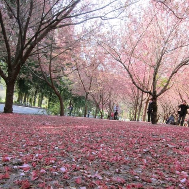 櫻花季武陵美景
