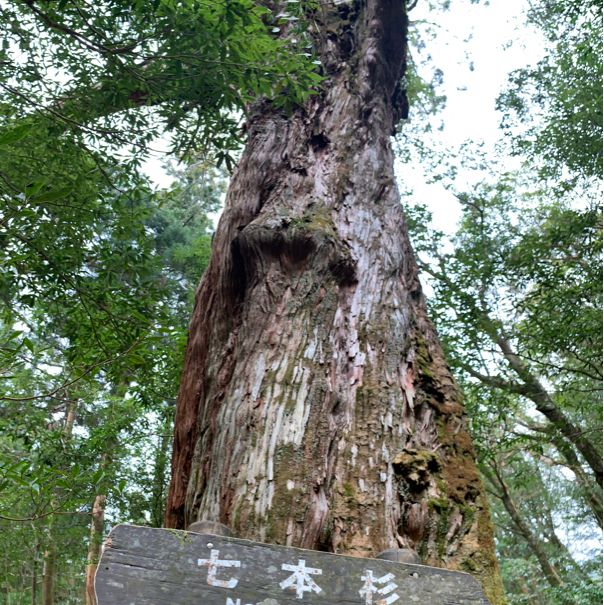 Hiking through the trail of Yakushima Island 