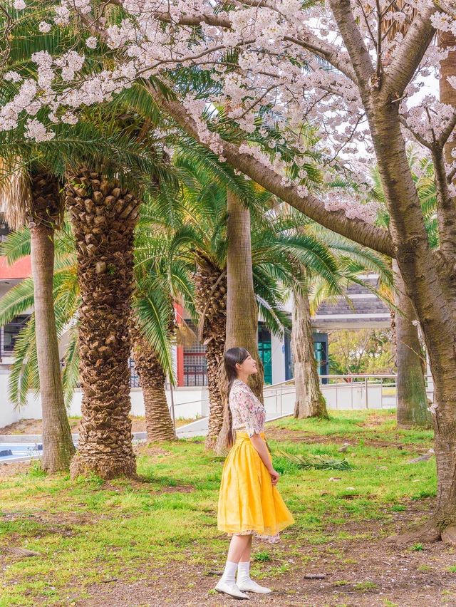 🌸벚꽃 피크닉 가능한 곳🌸