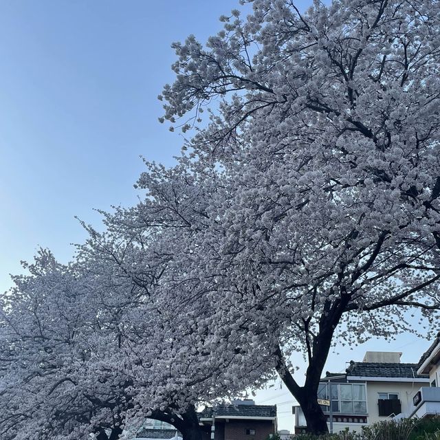 부산 벚꽃 명소, 온천천에서 벚꽃 구경하기