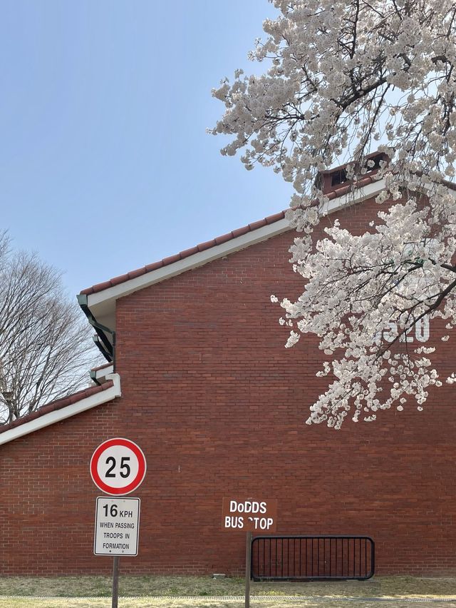 용산의 숨은 벚꽃 명소는 용산공원🌸🌸🌸