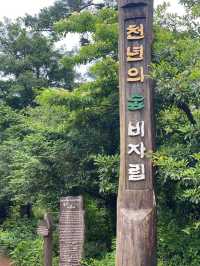 머릿속까지 맑아지는, 제주도 비자림🌴🌳🌲
