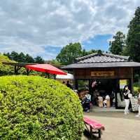  【京都】花の御寺「三室戸寺」