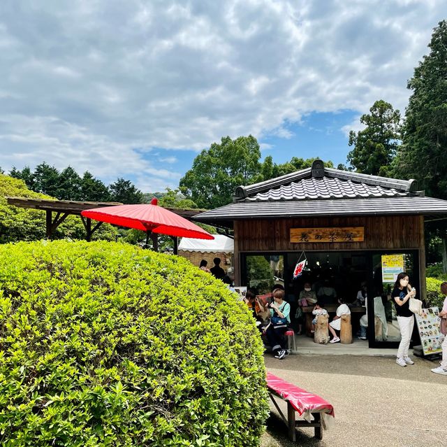  【京都】花の御寺「三室戸寺」