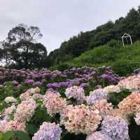 愛知県蒲郡市“あじさいの里”