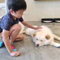 Just Chilling With Chow Chows 🐶