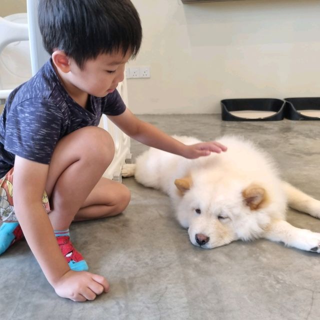 Just Chilling With Chow Chows 🐶