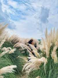 부산에서도 예쁜 팜파스를 볼수 있어요🌾