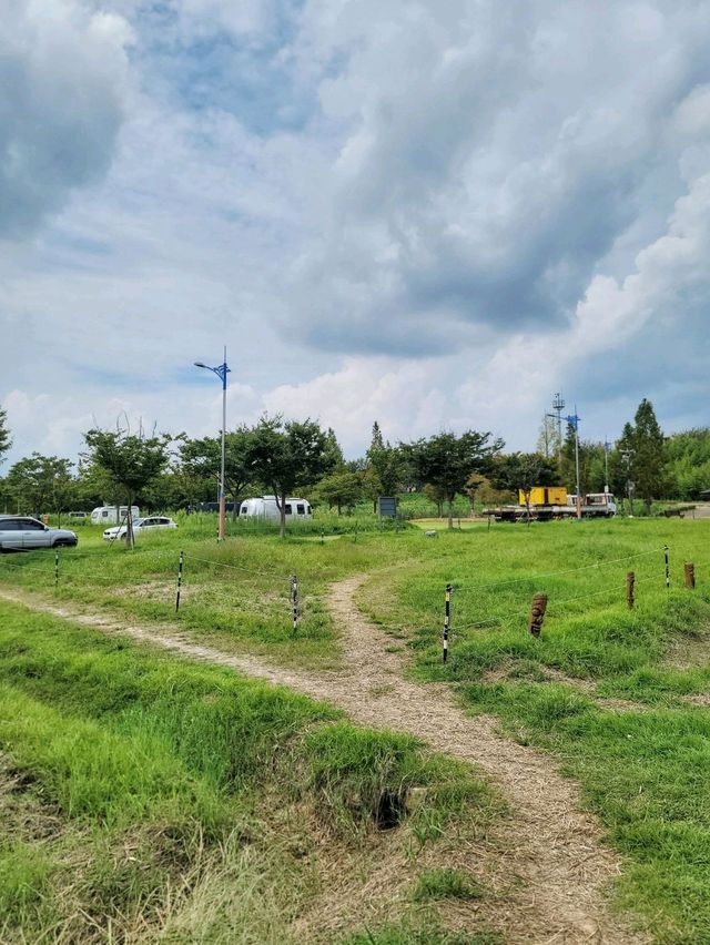 부산에서도 예쁜 팜파스를 볼수 있어요🌾