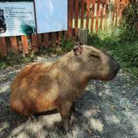 台北必去景點-台北巿立動物園