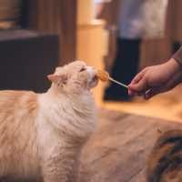 【東京】秋葉原の癒し空間🐈🐾「猫カフェ MOCHA」