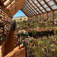 【南アフリカ】ステレンボッシュの植物園！🇿🇦