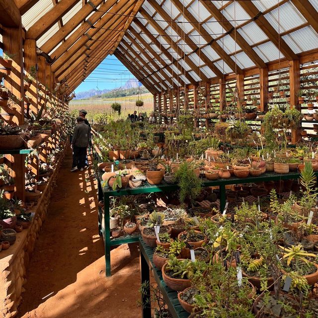 【南アフリカ】ステレンボッシュの植物園！🇿🇦