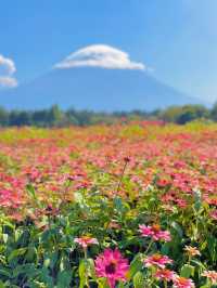 【絶景】まるで絵本の世界📖カラフルな秋の花々がかわいい虹の花まつり2023🌼