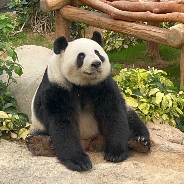 【香港】おすすめスポット🇭🇰