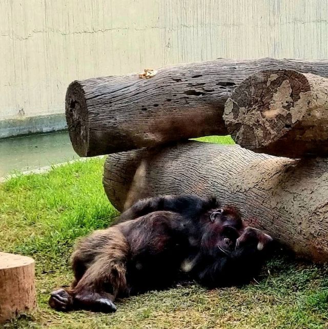 Alipore Zoo Park , Kolkata 