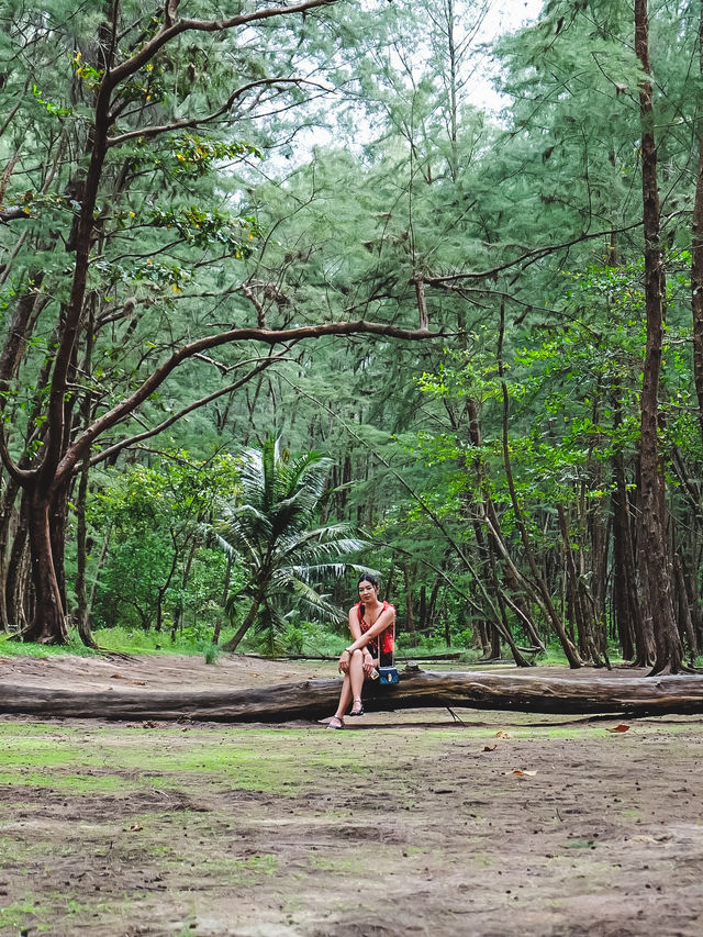 เดินเล่นริมหาด ชมทิวสน ที่หาดบางเบน