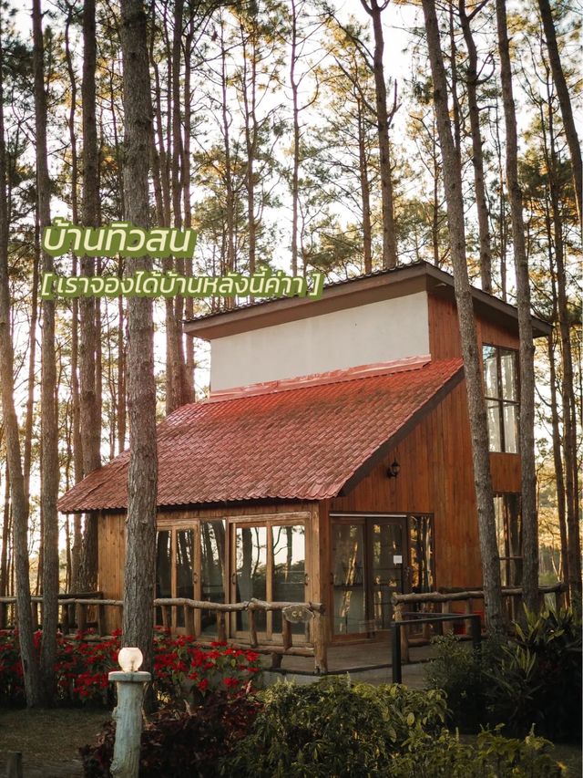 พาไปป่าสนเชียงใหม่ ที่ขึ้นชื่อเรื่องจองยากมากก 🪵🌲