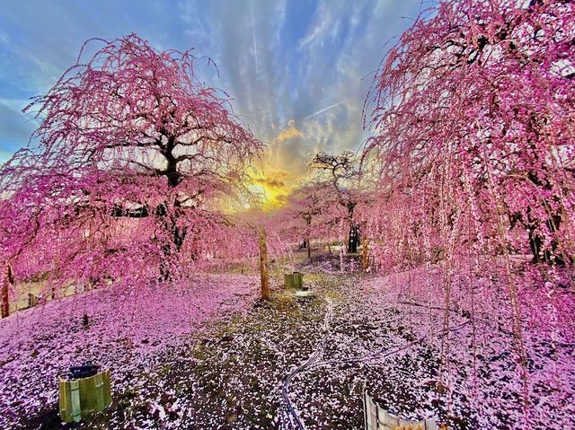 Suzuka forest garden 