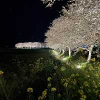 夜の川に映り込む桜のリフレクションが素敵