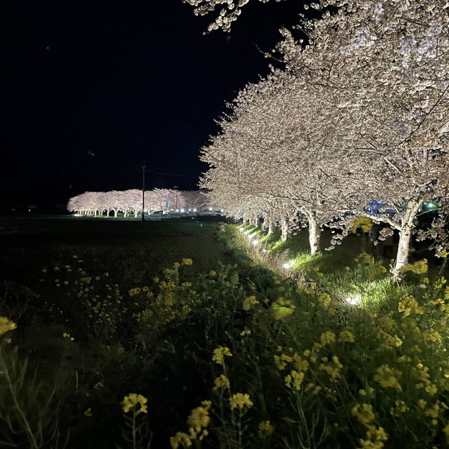 夜の川に映り込む桜のリフレクションが素敵