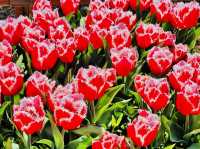 Sinan Tulip Festival 